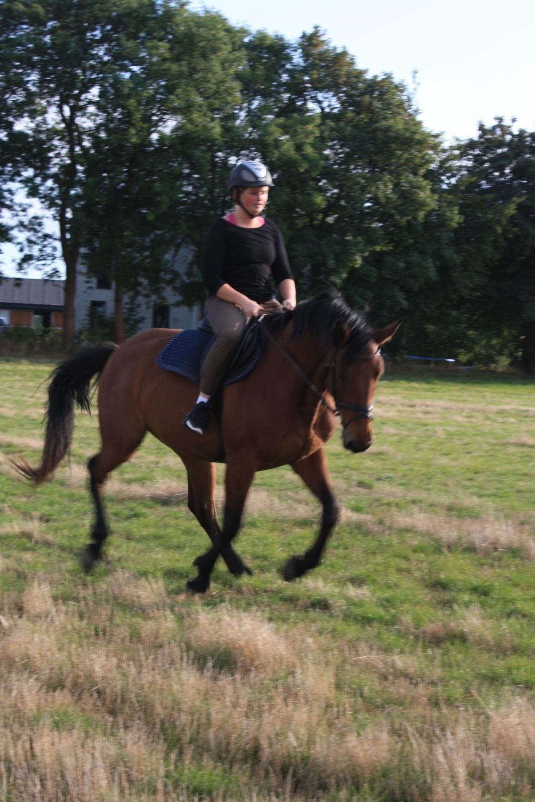 Dansk Varmblod Landlystes Alabasta billede 30