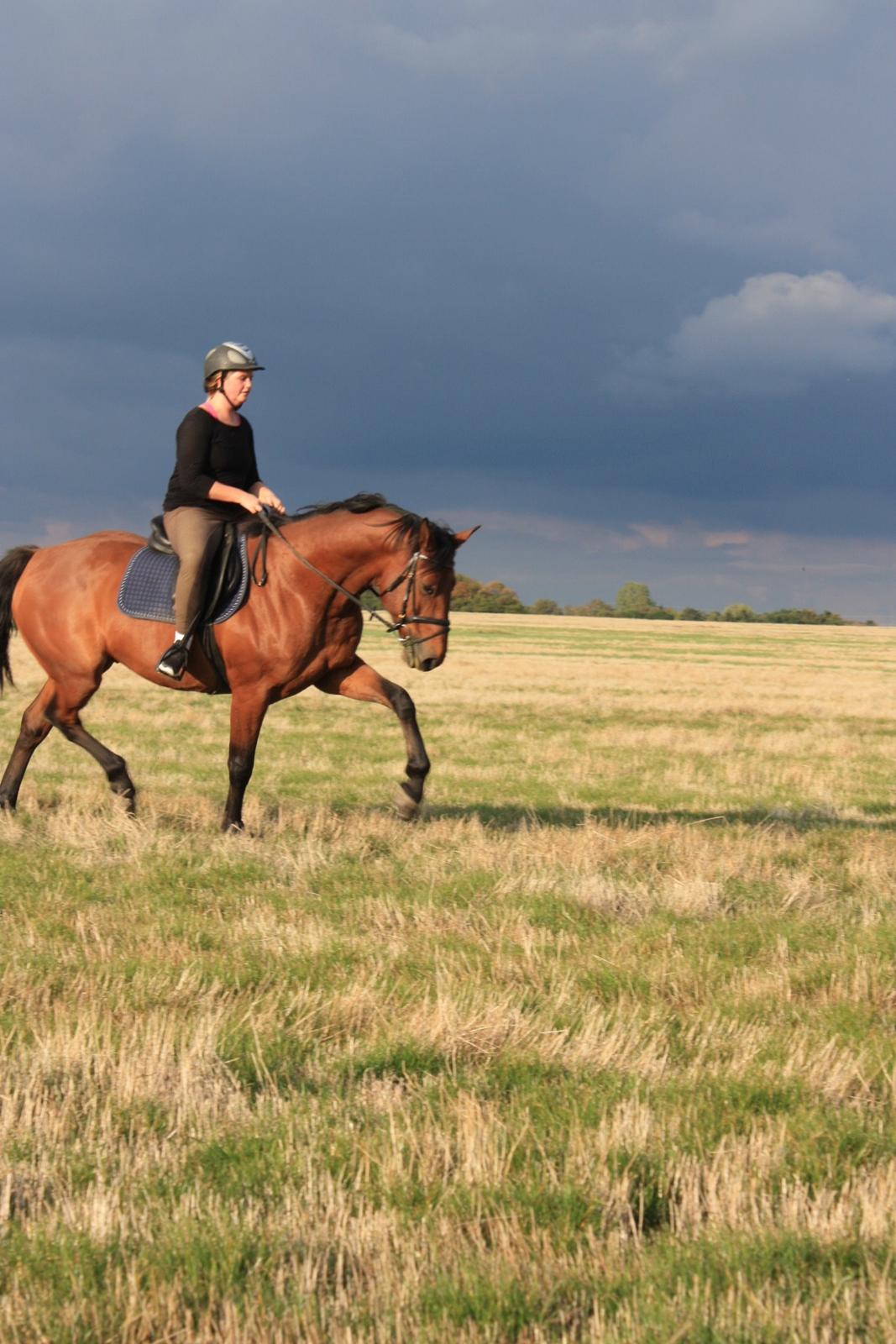 Dansk Varmblod Landlystes Alabasta billede 31