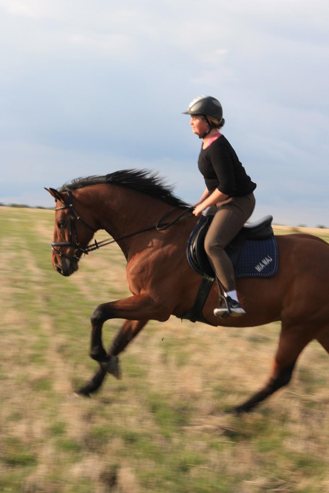 Dansk Varmblod Landlystes Alabasta billede 32