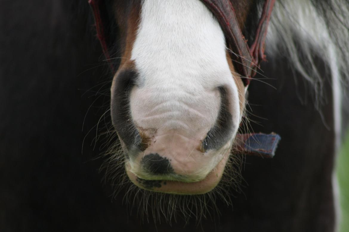 Irish Cob Rollo - Tidligere Part (R.I.P) billede 5