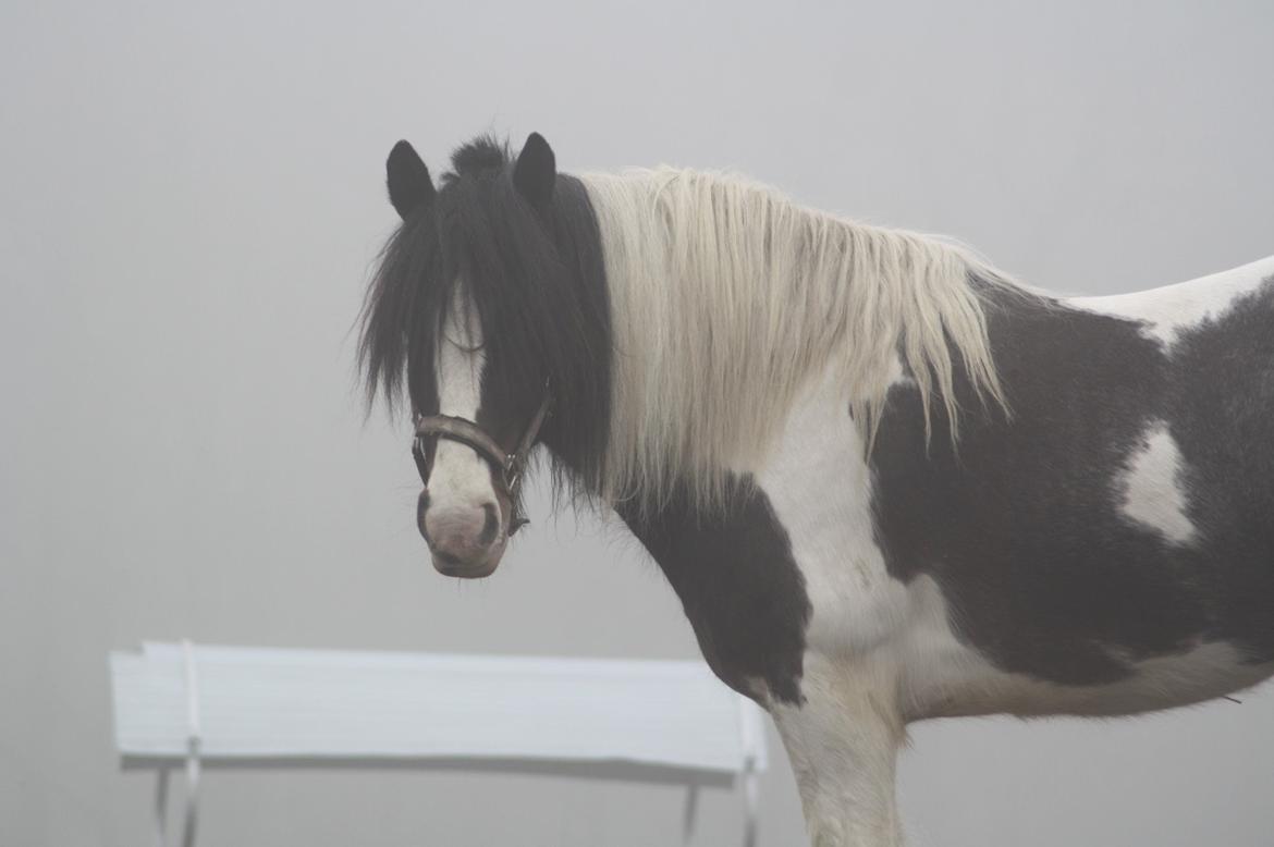 Irish Cob Rollo - Tidligere Part (R.I.P) billede 4