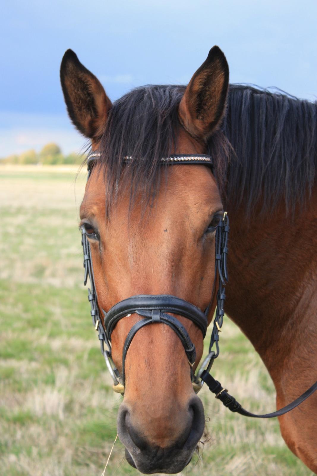 Dansk Varmblod Landlystes Alabasta billede 34