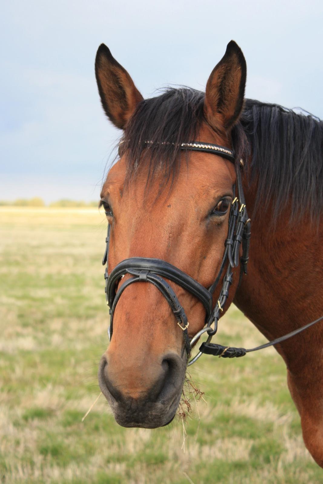 Dansk Varmblod Landlystes Alabasta billede 33