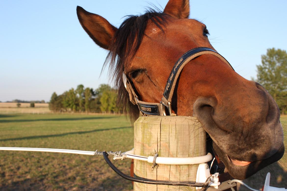 Dansk Varmblod Landlystes Alabasta billede 35