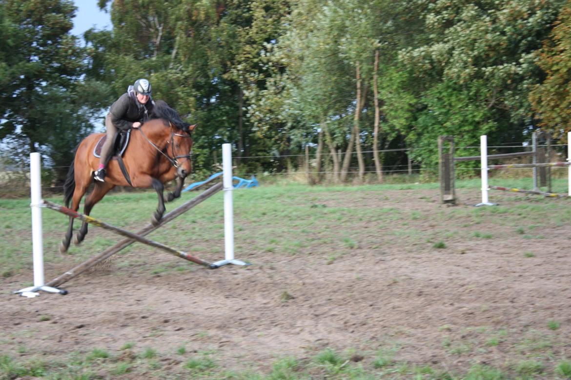 Dansk Varmblod Landlystes Alabasta billede 36