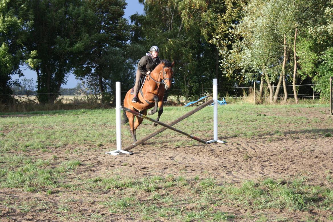 Dansk Varmblod Landlystes Alabasta billede 37