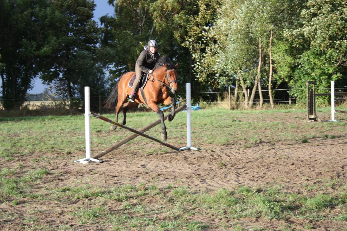 Dansk Varmblod Landlystes Alabasta billede 38