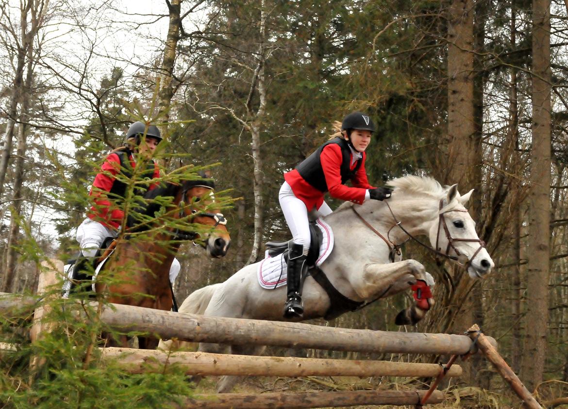 DSP Præstemarkens Mahogni |Honey| - Fuldført jagt i Asserbo 2012 billede 28