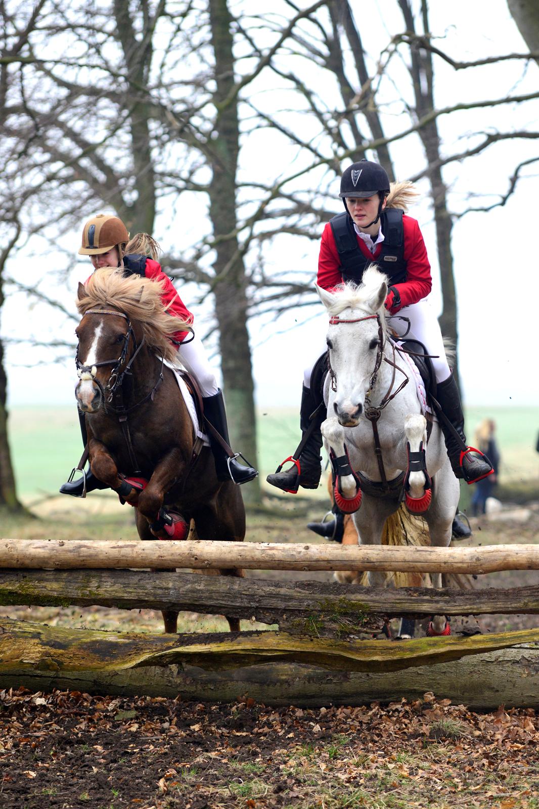 DSP Præstemarkens Mahogni |Honey| - Mig og mit skønne makkerpar til jagt ved Eremitagen 2014 billede 4