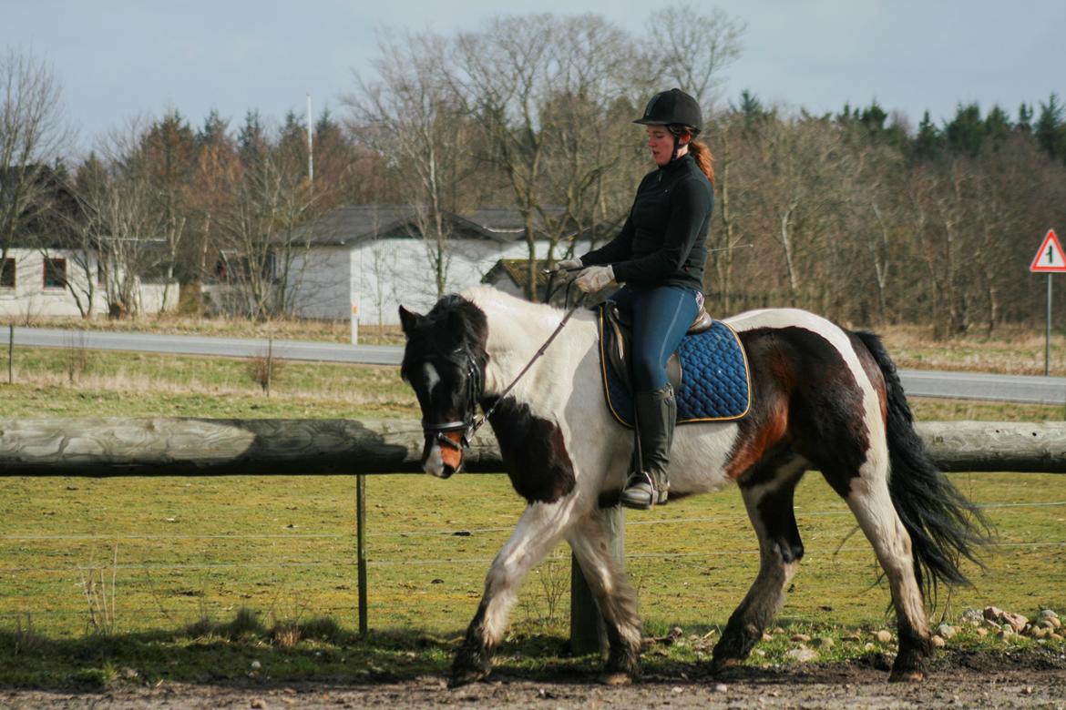 Anden særlig race Thor billede 5