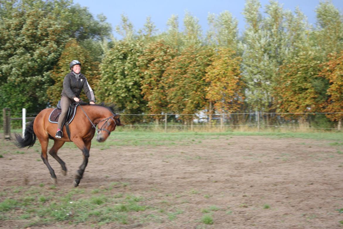 Dansk Varmblod Landlystes Alabasta billede 39