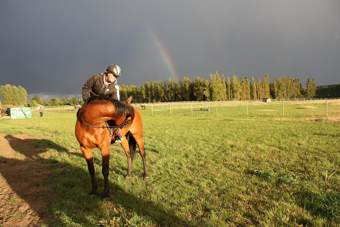 Dansk Varmblod Landlystes Alabasta billede 40