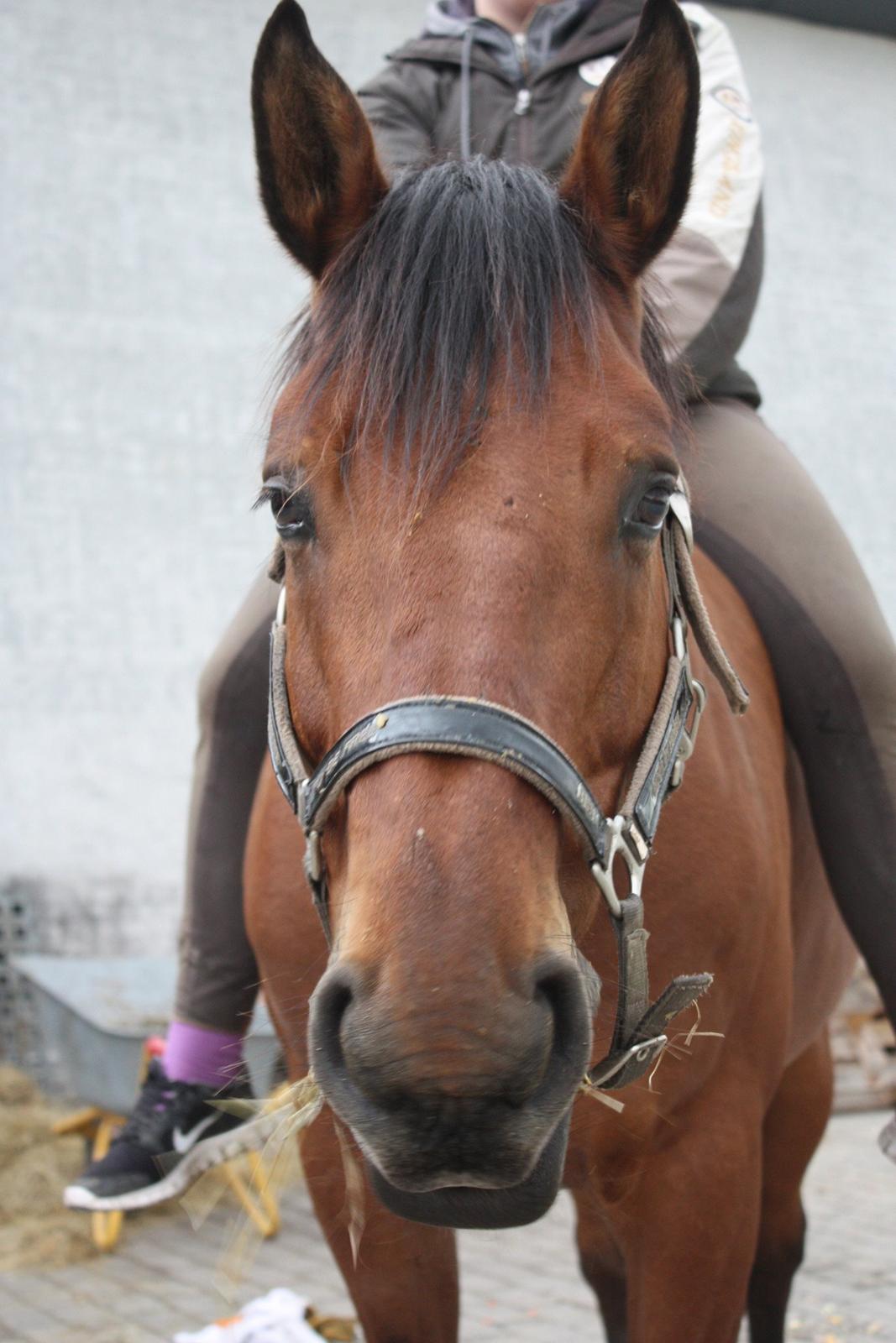 Dansk Varmblod Landlystes Alabasta billede 42