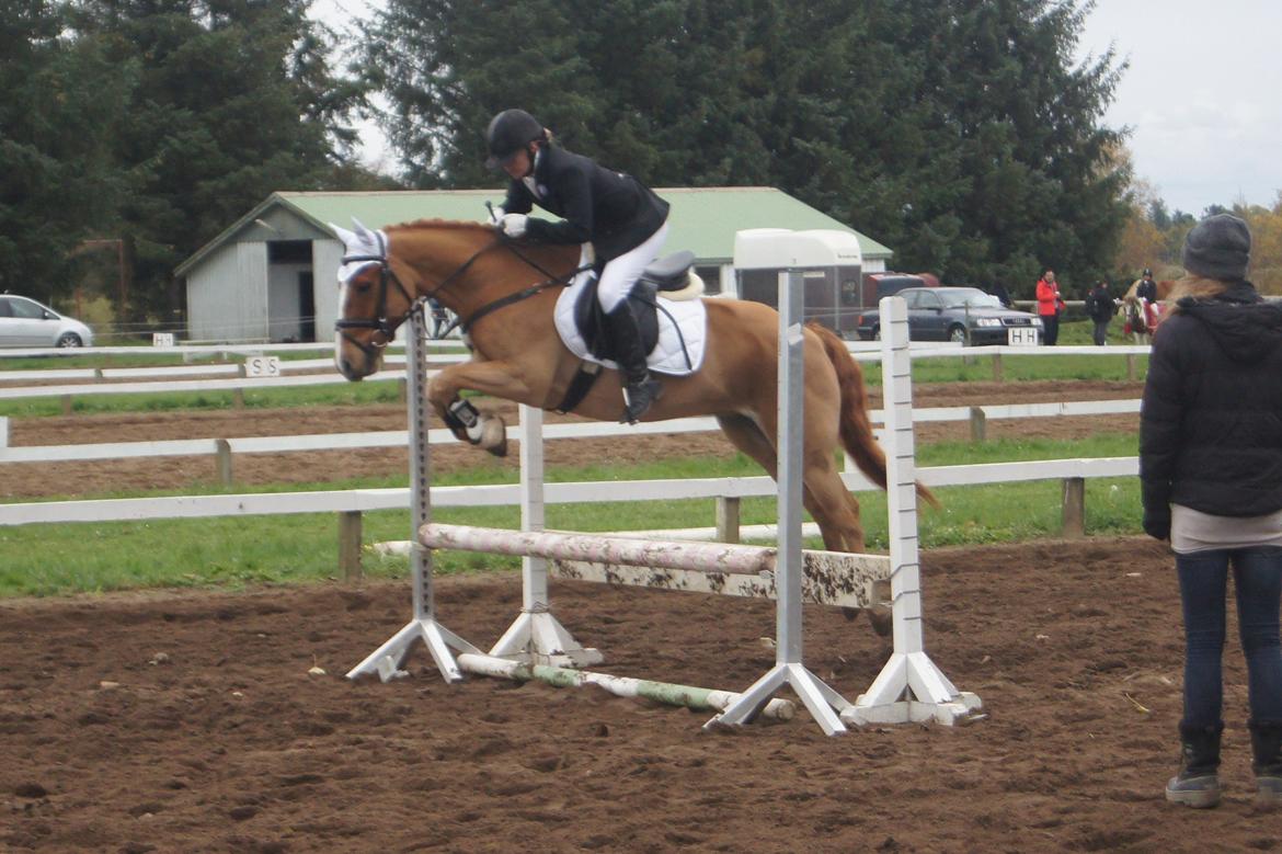 Anden særlig race Ning billede 2