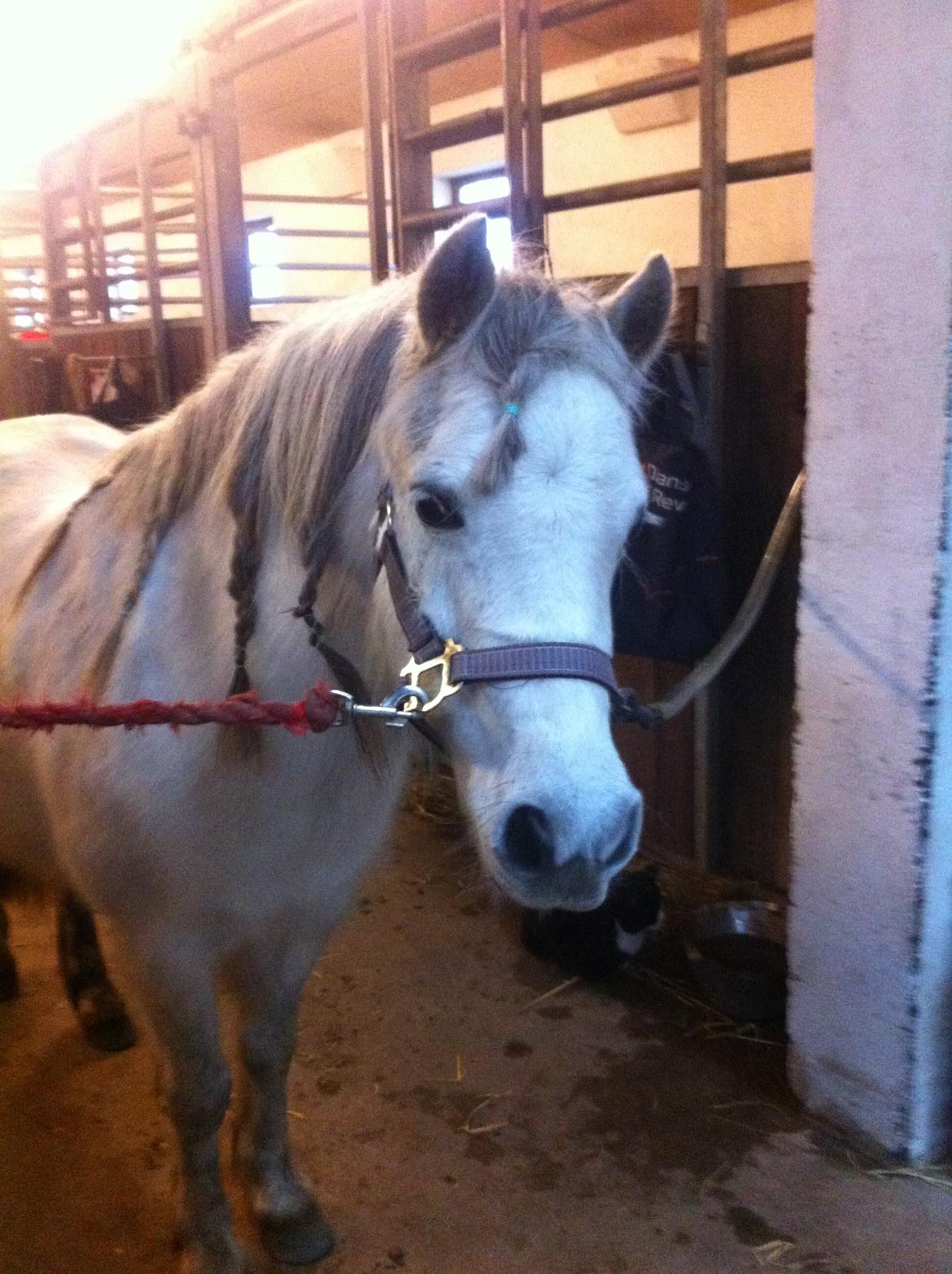 Anden særlig race Smil smilla<3 billede 4