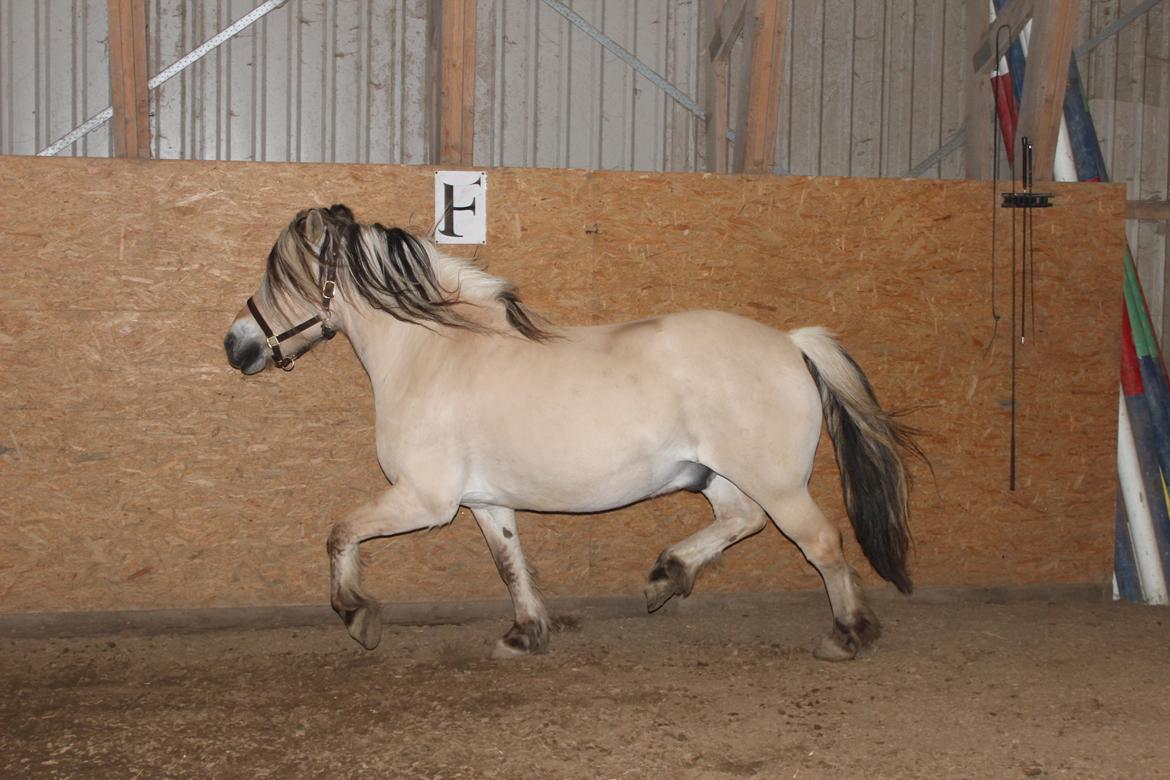 Fjordhest Fairith Kjeldsvang Solgt billede 28