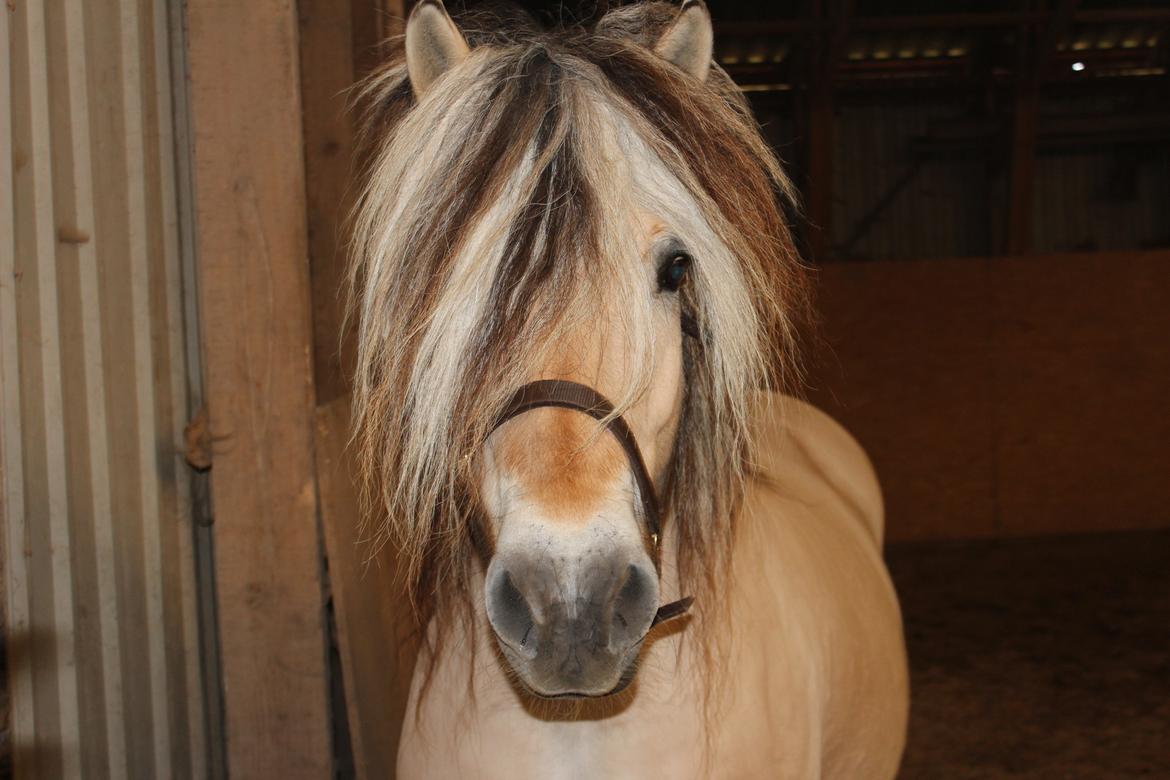 Fjordhest Fairith Kjeldsvang Solgt billede 1