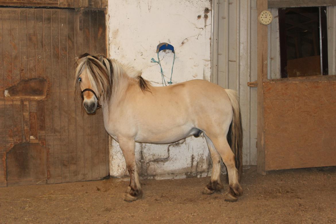 Fjordhest Fairith Kjeldsvang Solgt billede 29