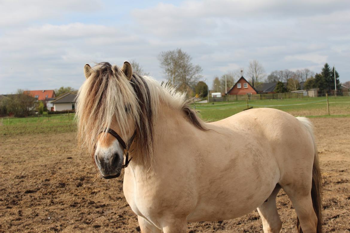 Fjordhest Fairith Kjeldsvang Solgt billede 33