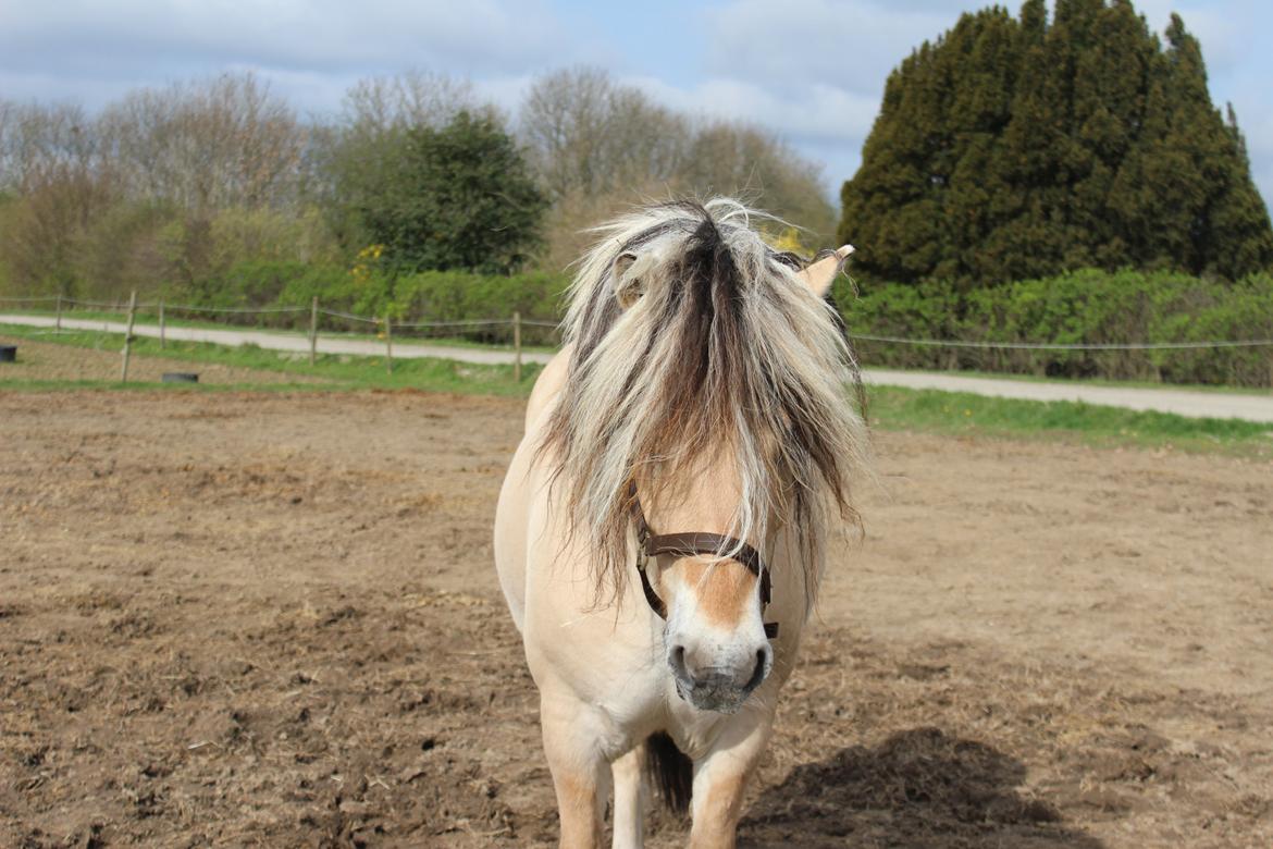 Fjordhest Fairith Kjeldsvang Solgt billede 36