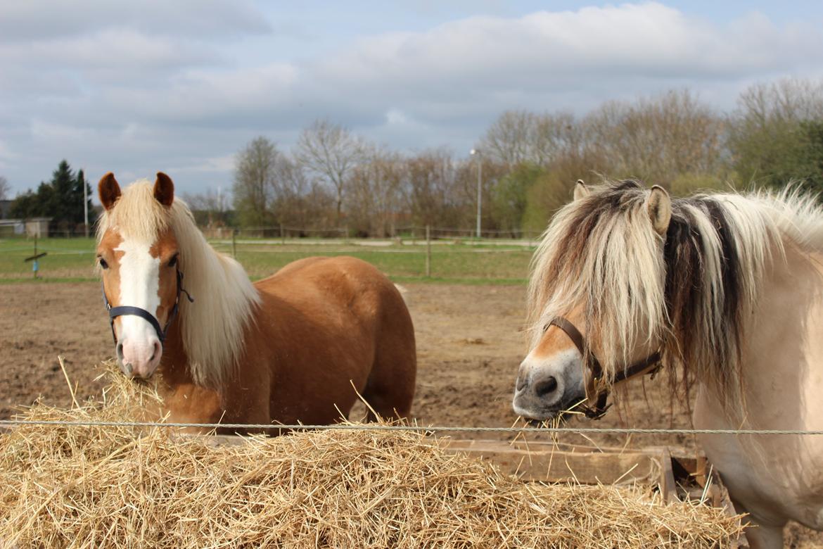 Fjordhest Fairith Kjeldsvang Solgt billede 38