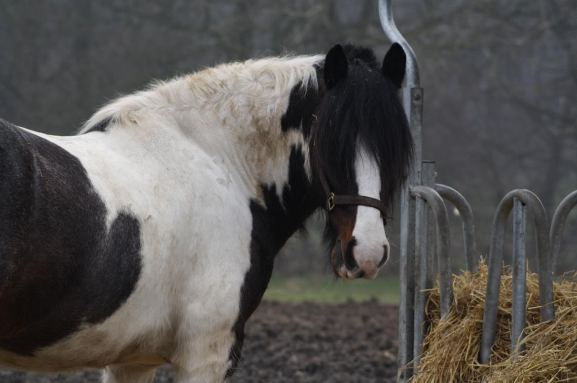 Irish Cob Rollo - Tidligere Part (R.I.P) billede 7