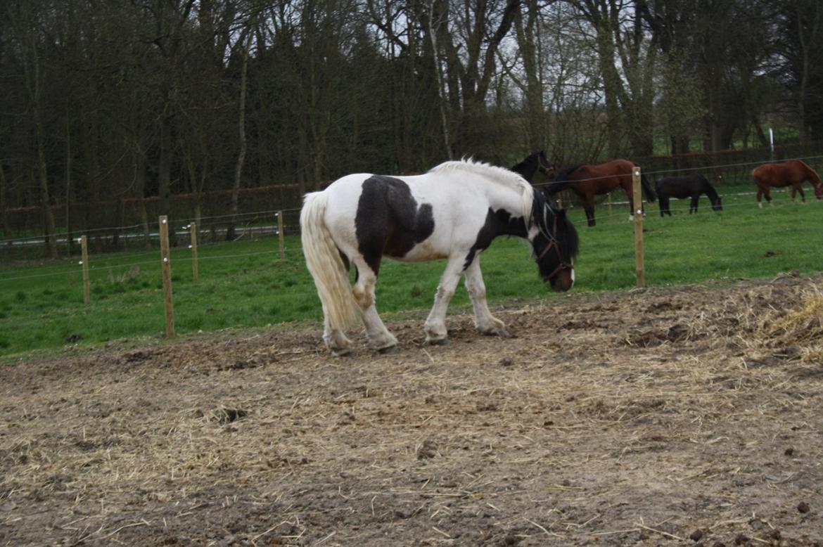 Irish Cob Rollo - Tidligere Part (R.I.P) billede 9