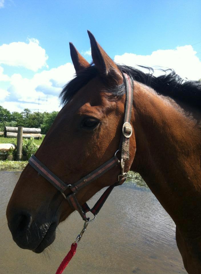 Anden særlig race Phoenix billede 1