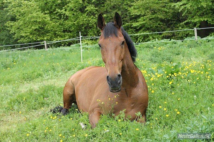 Anden særlig race Phoenix billede 3