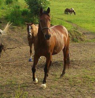 Anden særlig race Phoenix billede 5