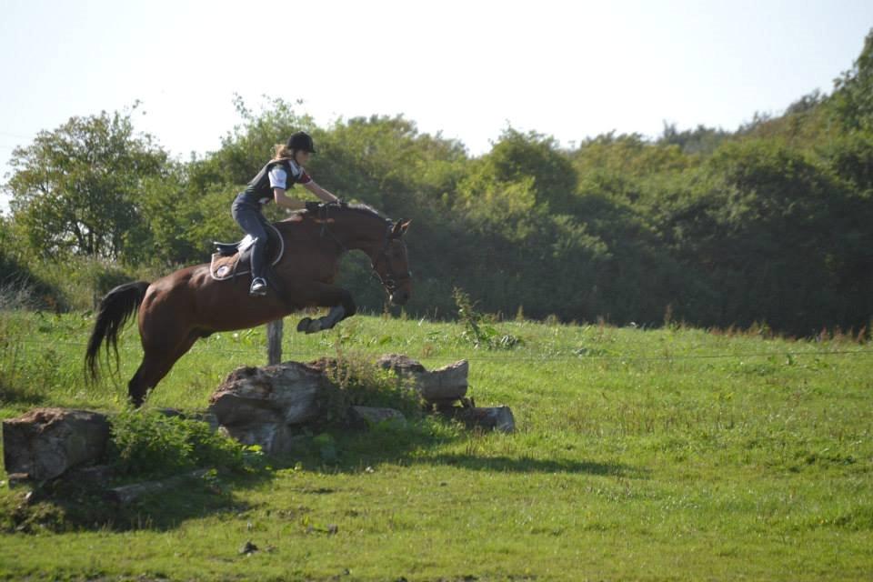 Anden særlig race Phoenix billede 8