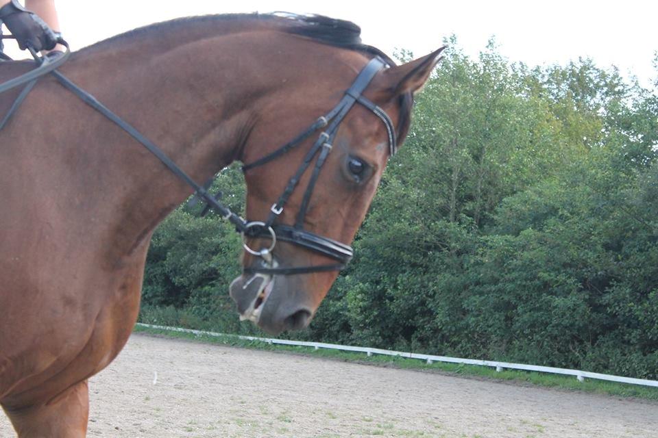 Anden særlig race Phoenix billede 10