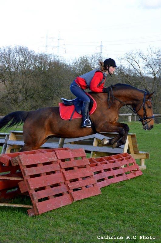 Anden særlig race Phoenix billede 12