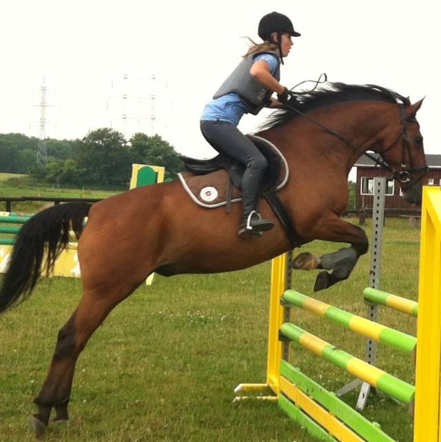 Anden særlig race Phoenix billede 13