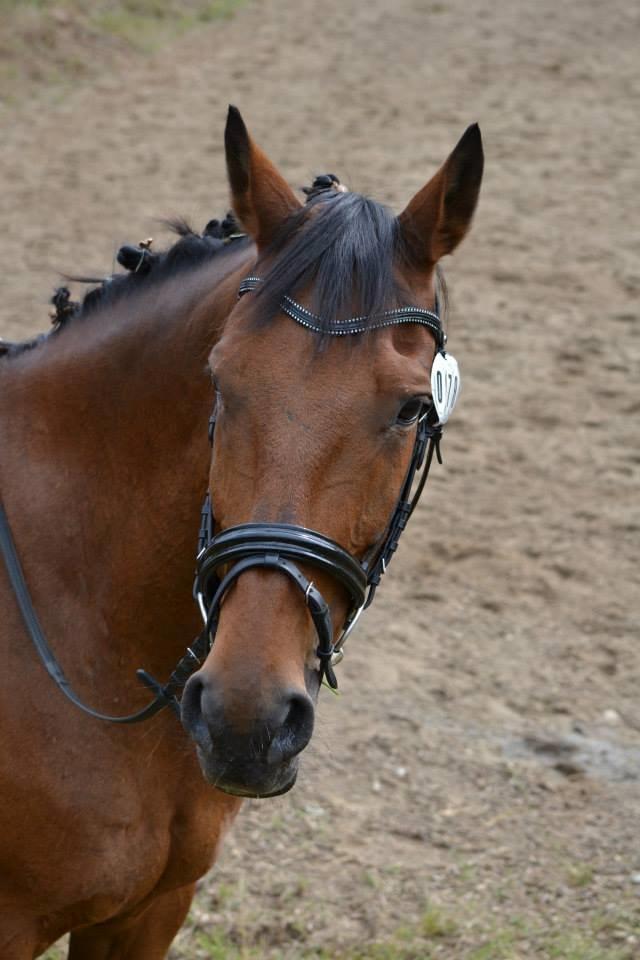 Anden særlig race Phoenix billede 6