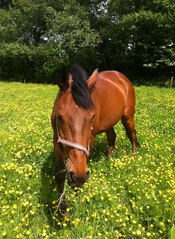 Anden særlig race Phoenix billede 15