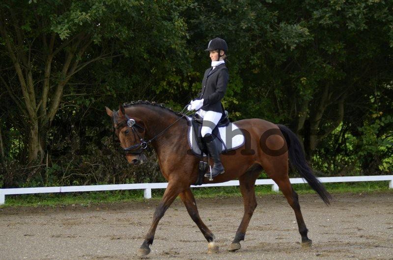 Anden særlig race Phoenix billede 17