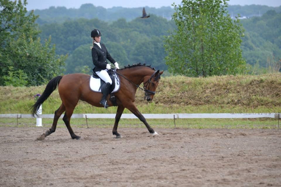 Anden særlig race Phoenix billede 16