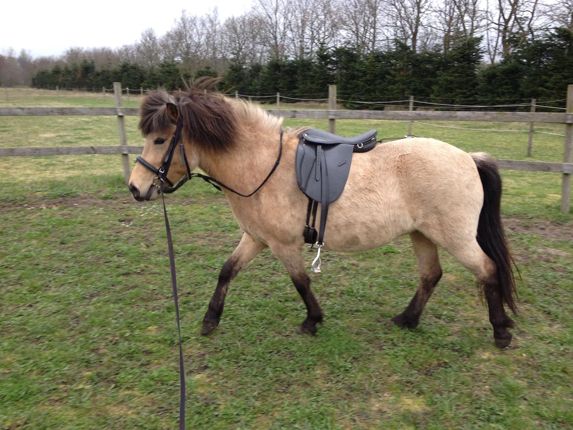 Islænder Disa fra Bøgvad - Disa under tilridning. billede 7