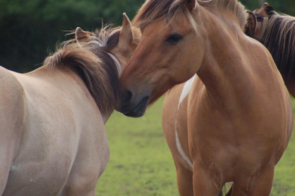 Anden særlig race Nuggi billede 2