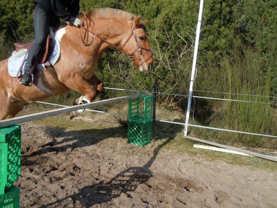 Anden særlig race Nuggi billede 3