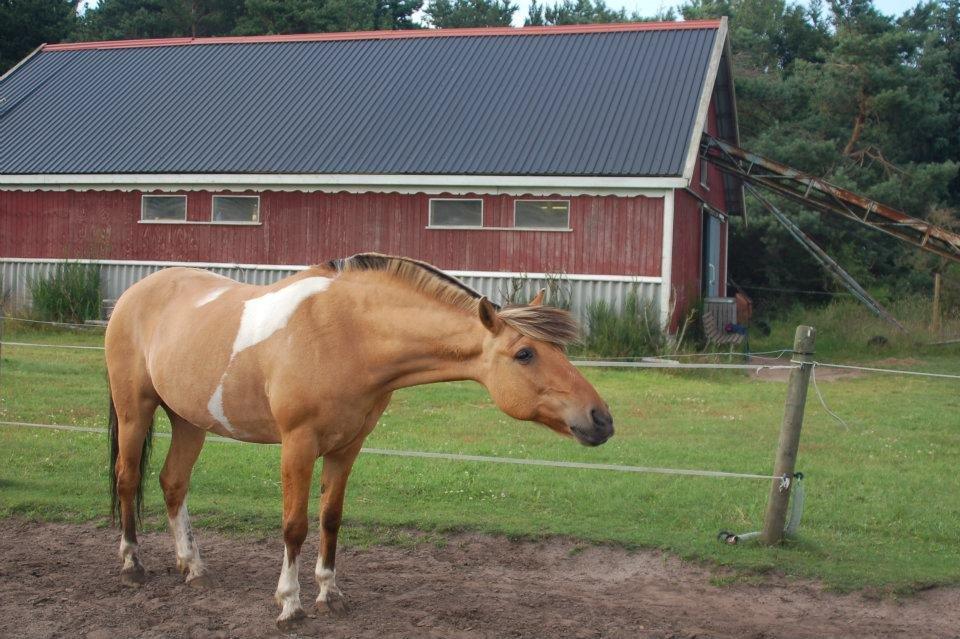 Anden særlig race Nuggi billede 4