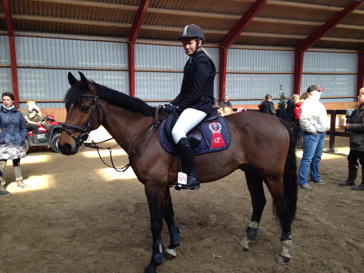 Tysk Sportspony Pablo John Halifax<3 - Februar 2014 billede 13