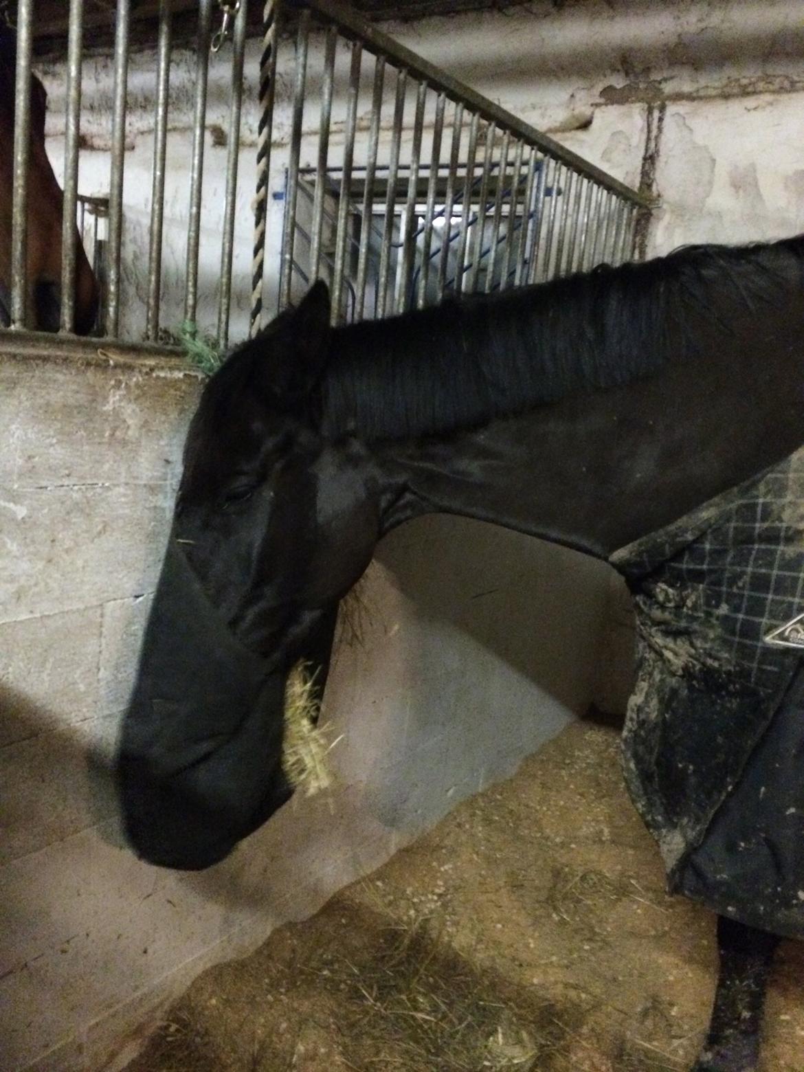 Trakehner Hefaistos - Madglade Haffelaf :) billede 2