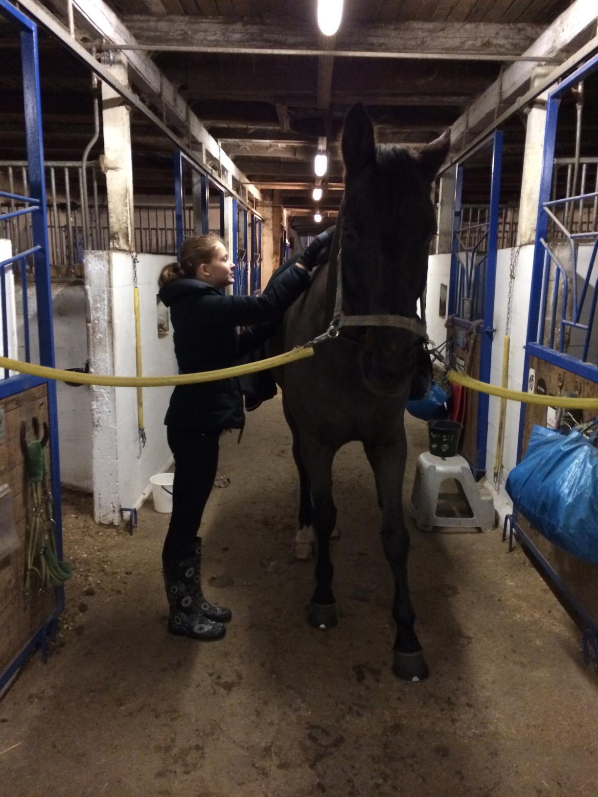 Trakehner Hefaistos - Søs og bøffen billede 3
