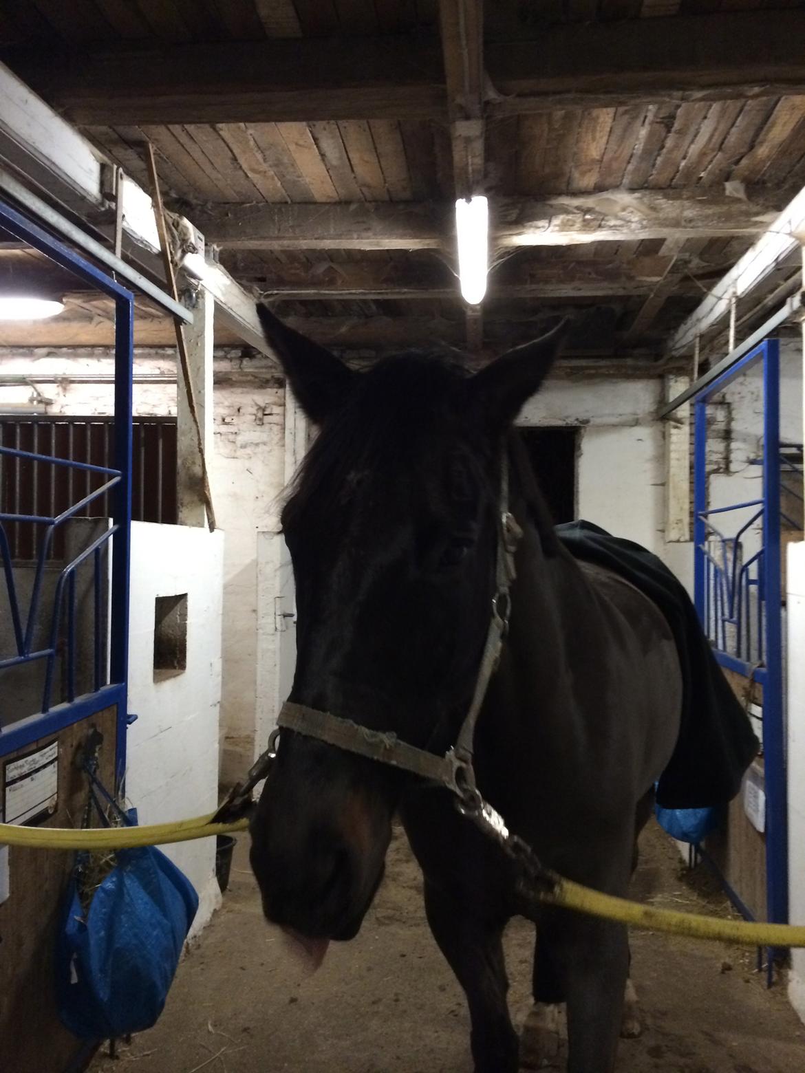 Trakehner Hefaistos billede 4