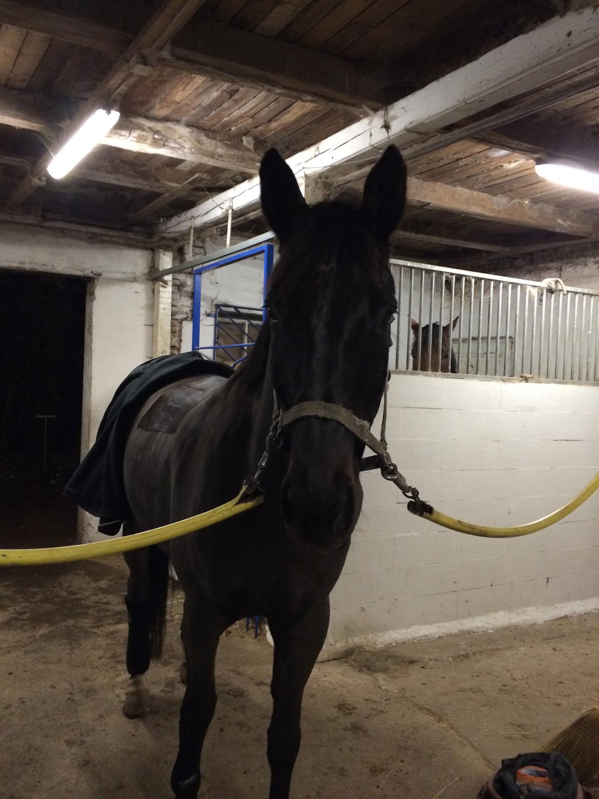 Trakehner Hefaistos billede 5