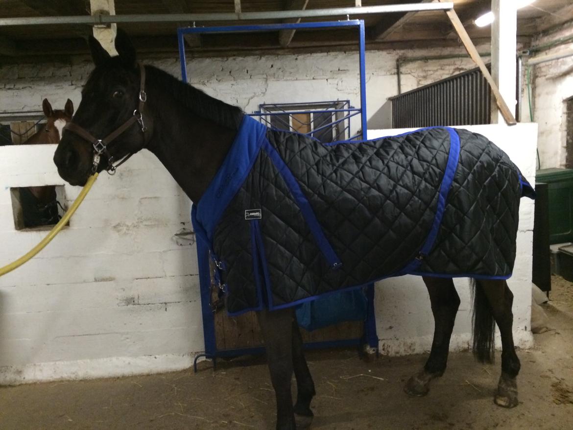 Trakehner Hefaistos billede 6