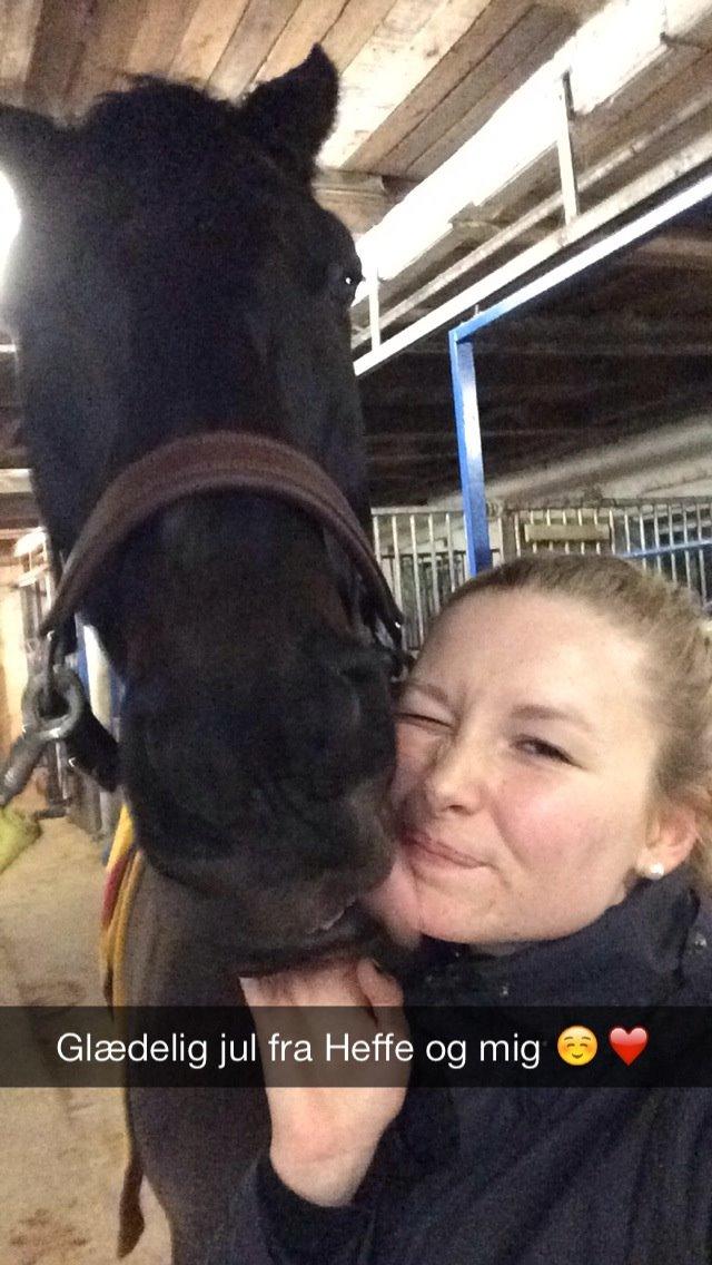 Trakehner Hefaistos billede 8