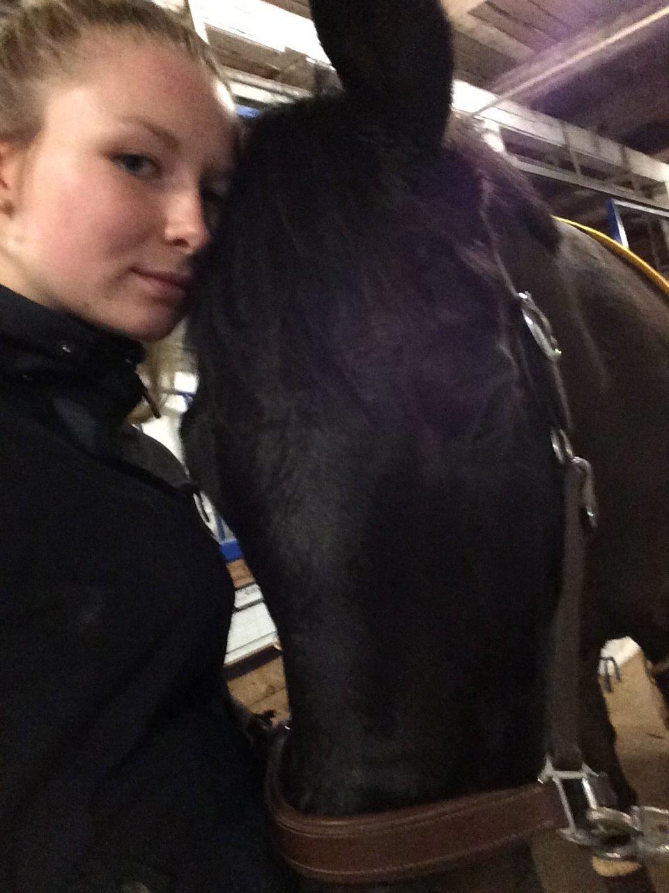 Trakehner Hefaistos billede 9